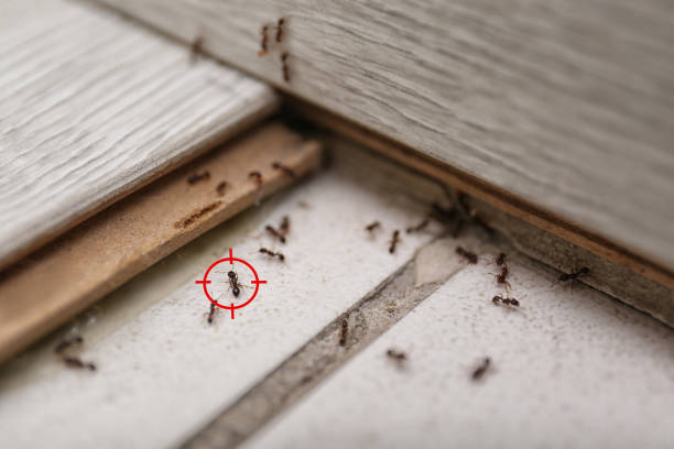 Best Termite Control Services  in Leesburg, FL