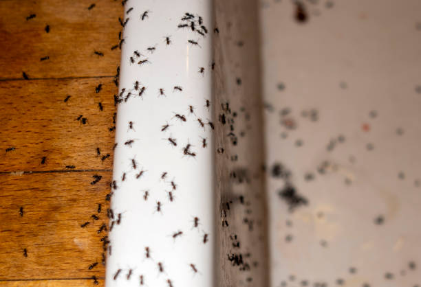 Best Affordable Pest Control Services  in Leesburg, FL