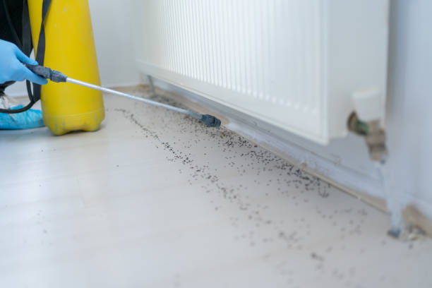 Wasp Removal Services in Leesburg, FL