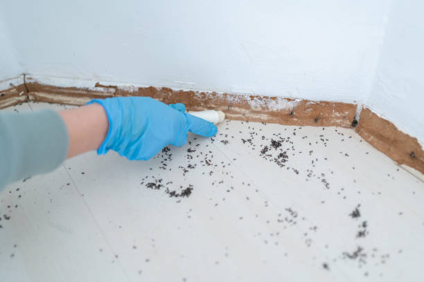 Best Spider Control Near Me  in Leesburg, FL
